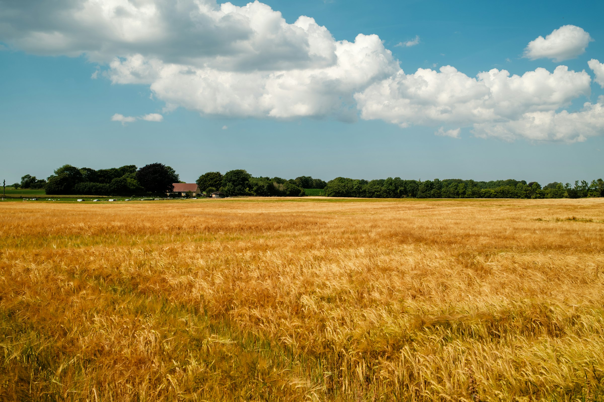 Amber wheat field below a green tree line under a summer sky.